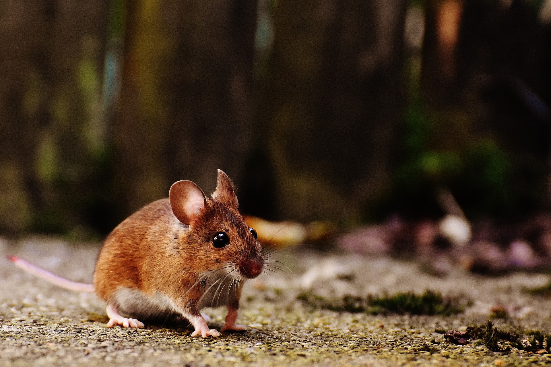 Why We Control Mice - Stevenage, Hertfordshire